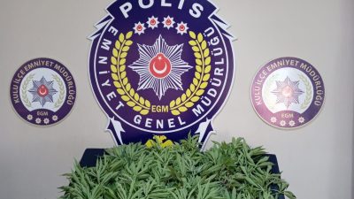 Konya’nın Kulu ilçesinde, 150 kök Hint kenevirinin ele geçirildiği operasyonda