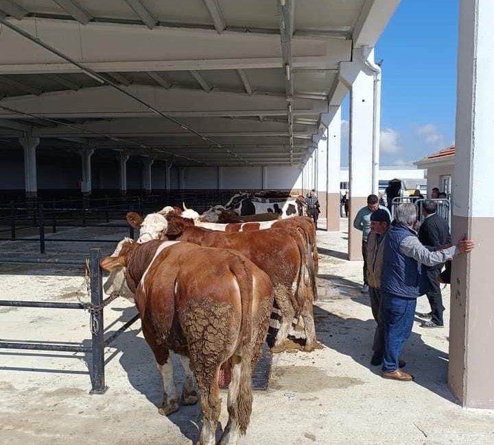 Aksaray’da kurbanlık satışları başladı.