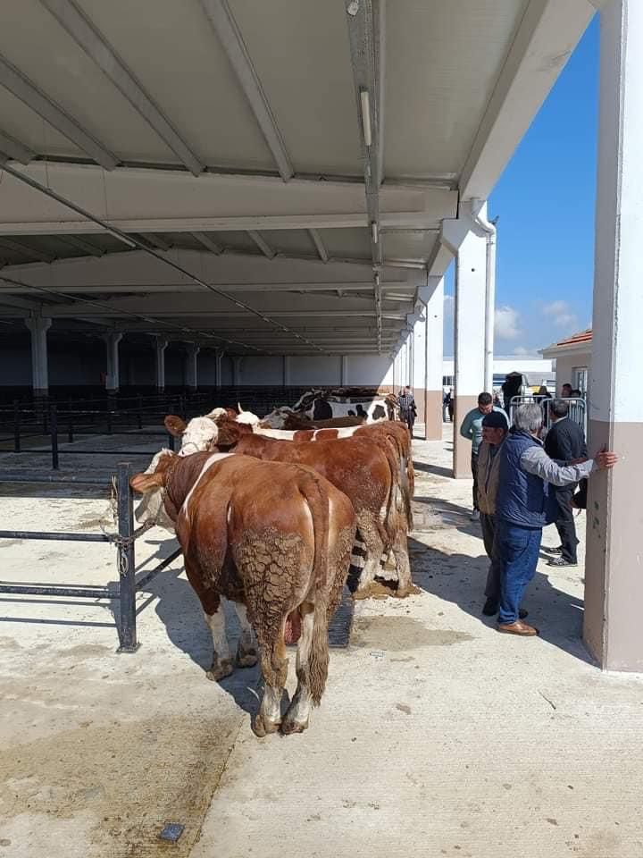 Aksaray’da Kurbanlık Satışları Başladı!