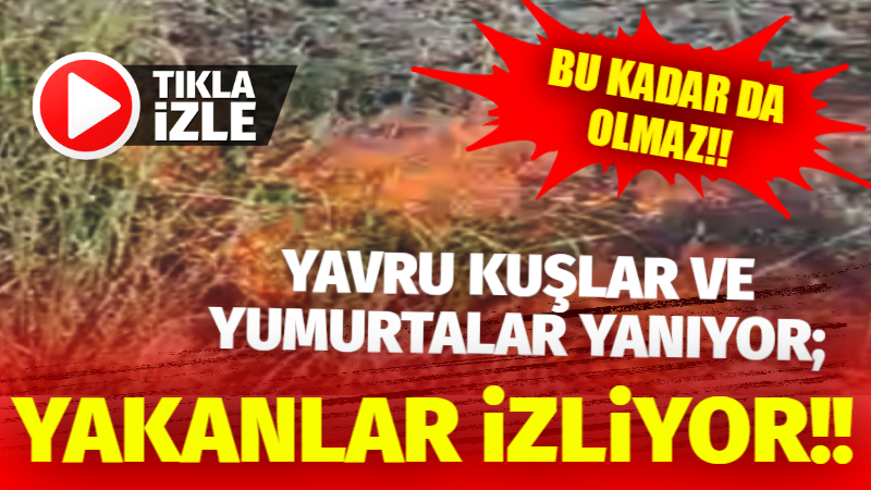 Bu kadar da olmaz; Yavru kuşlar ve yumurtalar yanıyor; Yakanlar izliyor!