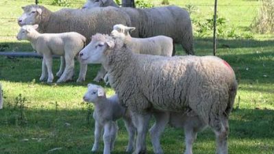 Aksaray’da çiftçi Ömer Altınkaynak, Fransa’dan ithal ettiği ‘Ile de France’