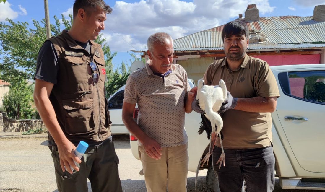 Kayseri’de yaralı bulunan kerkenez