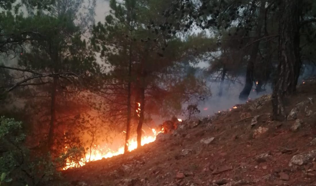 Ankara'nın Nallıhan ilçesinde ormanlık