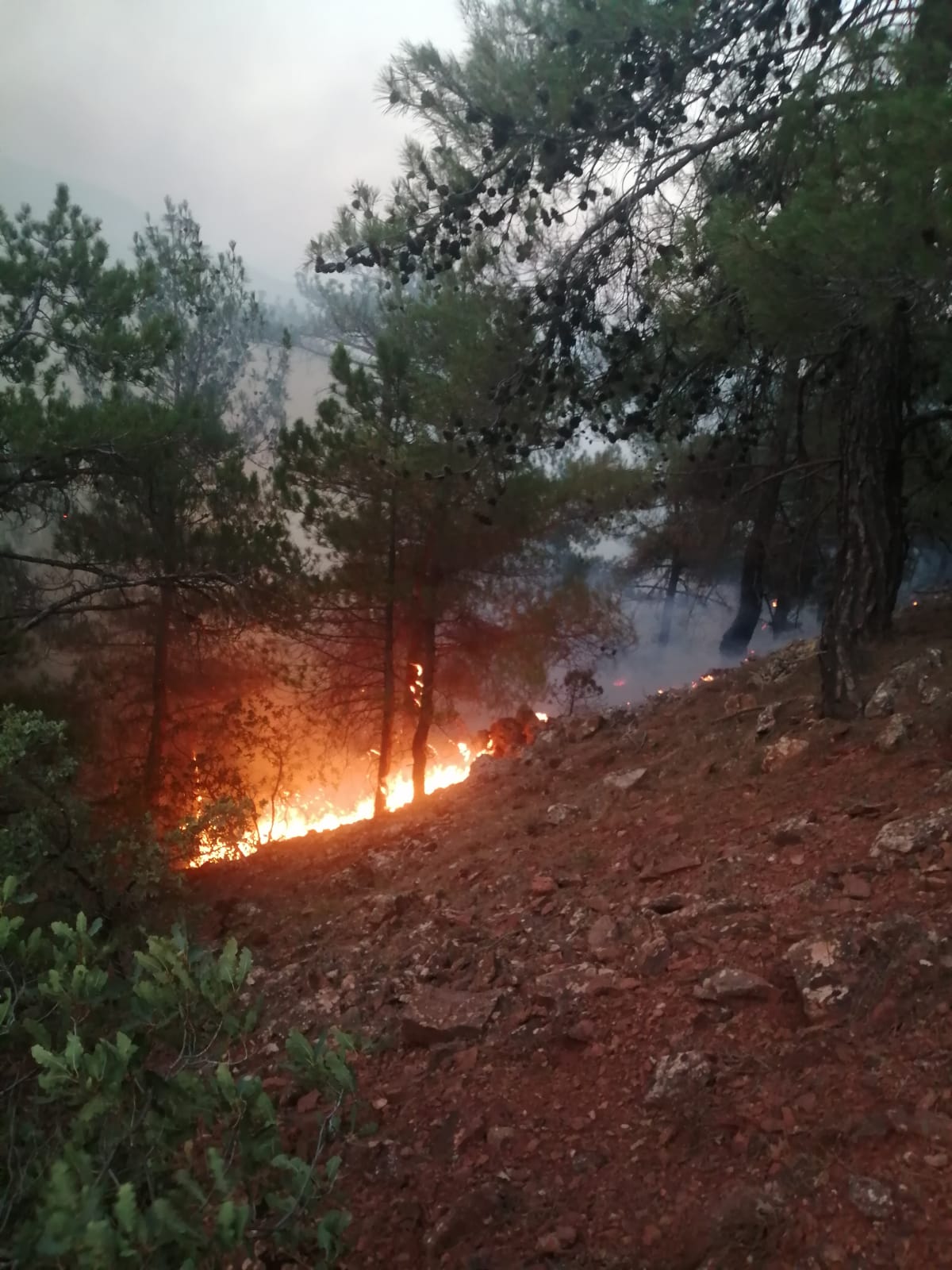 Yıldırım nedeniyle çıkan orman yangını kontrol altına alındı