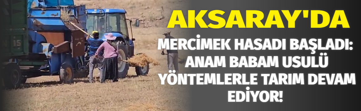 Aksaray’da mercimek hasadı başladı: Anam babam usulü yöntemlerle tarım devam ediyor!