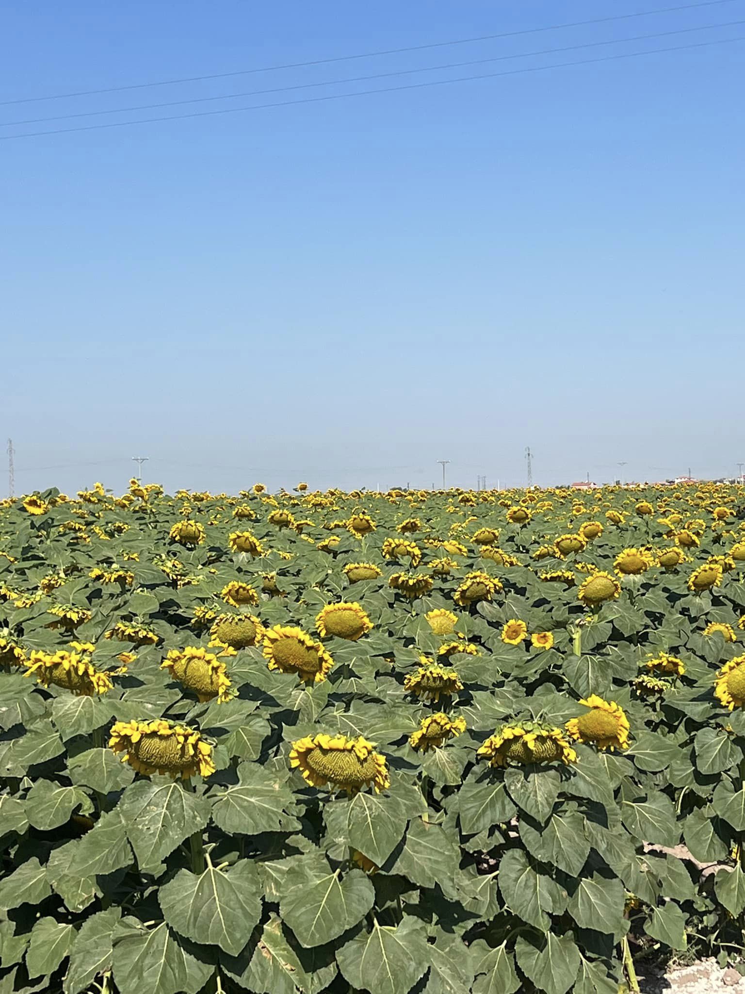 Aksaray Ayçiçeği üretiminde artış gösteriyor 