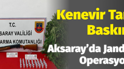 Aksaray’da Jandarma ekipleri yasadışı kenevir ekimi yaptığı tespit edilen üç