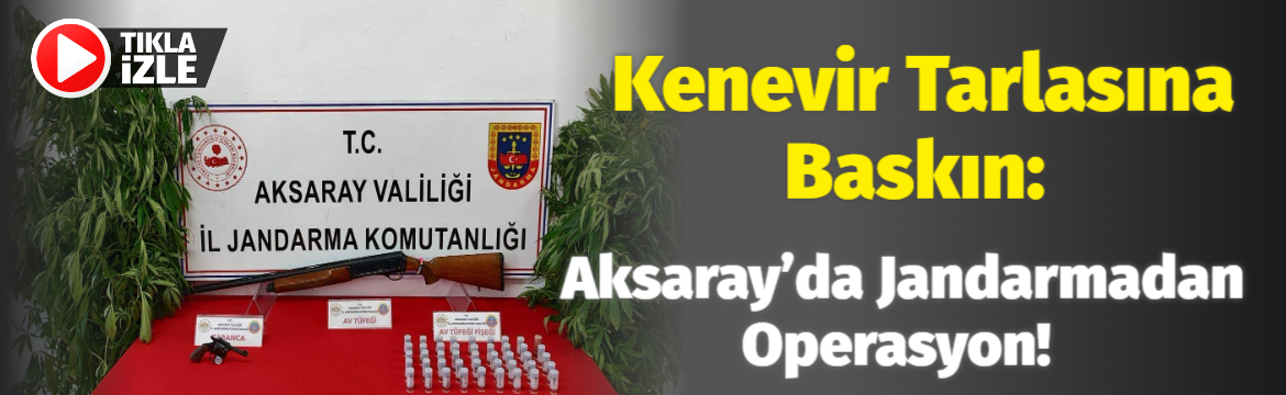 Kenevir tarlasına baskın: Aksaray’da Jandarmadan operasyon!