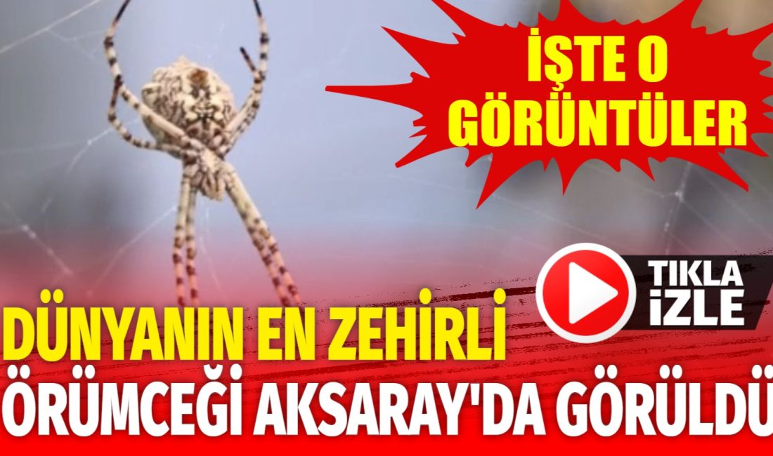 Dünyanın en zehirli örümceklerinden