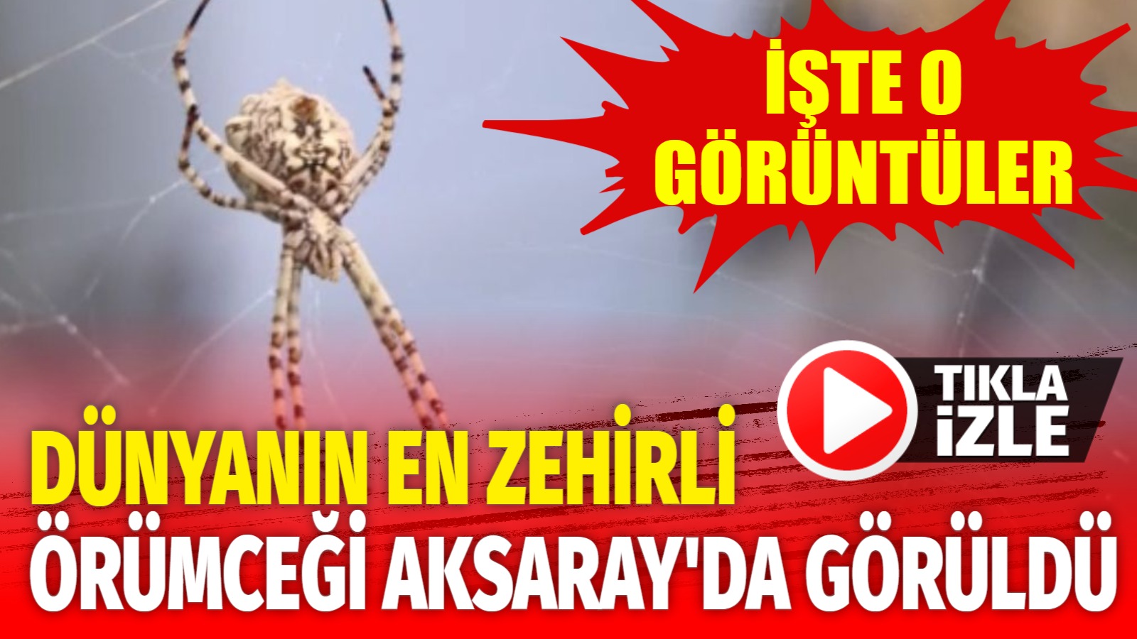 Dünyanın en zehirli örümceği Aksaray’da görüldü!