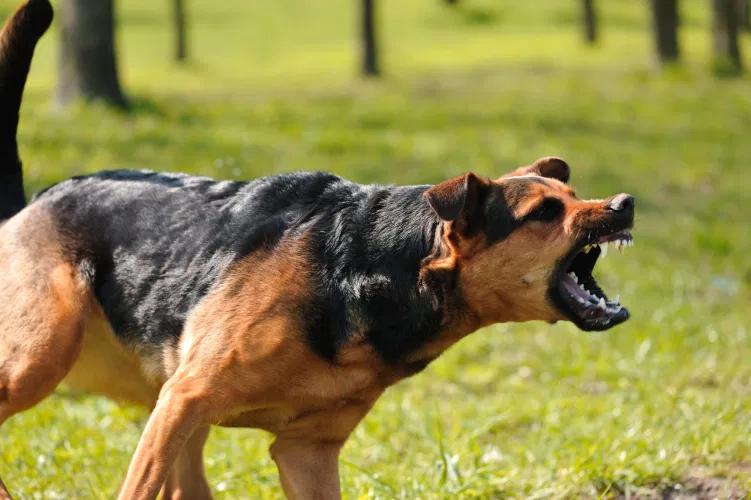 Sıcak havalar köpeklerin daha saldırgan olmasına yol açabiliyor