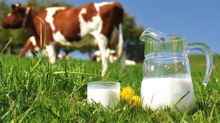 Süt Sektöründe Yükseliş: Ticari Süt İşletmeleri 1 Milyon Ton Süt Topladı!