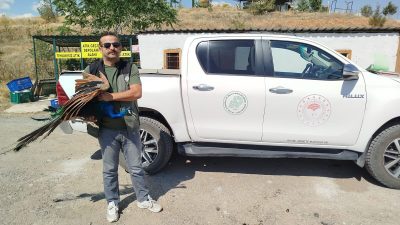 Aksaray Doğa Koruma ve Milli Parklar Müdürlüğü ekipleri, şehir içerisinde
