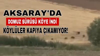 Aksaray’ın Ortaköy ilçesine bağlı Cumali Köyü, baraj bölgesinden gelen domuz
