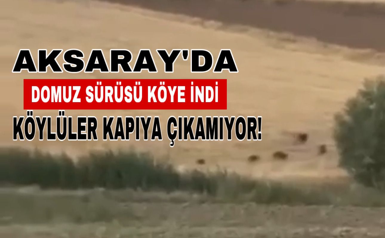 Aksaray’da domuz sürüsü köye İndi; Köylü kapıya çıkamıyor!