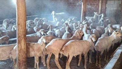 Konya'da hayvan hırsızlığına karıştıkları iddiasıyla gözaltına alınan 3 zanlı, tutuklandı.