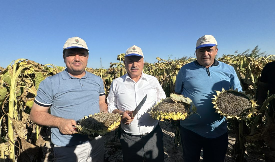 Aksaray’da yetiştirilen Çerezlik ayçiçeğini