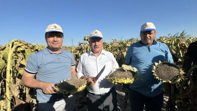 Aksaray’da yetiştirilen Çerezlik ayçiçeğini çitleyen bir daha çitliyor