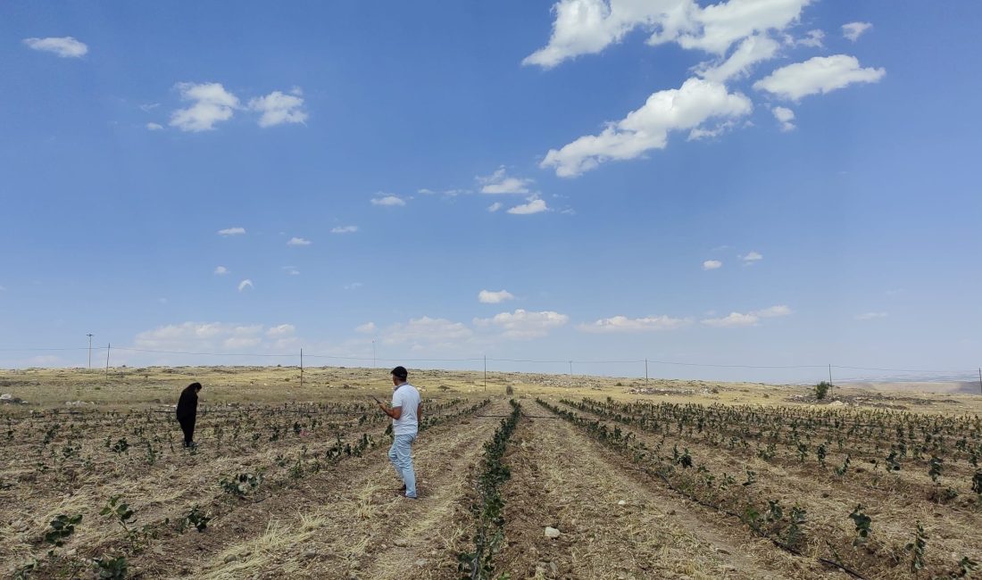 "Niğde Tıbbi Aromatik Bitki