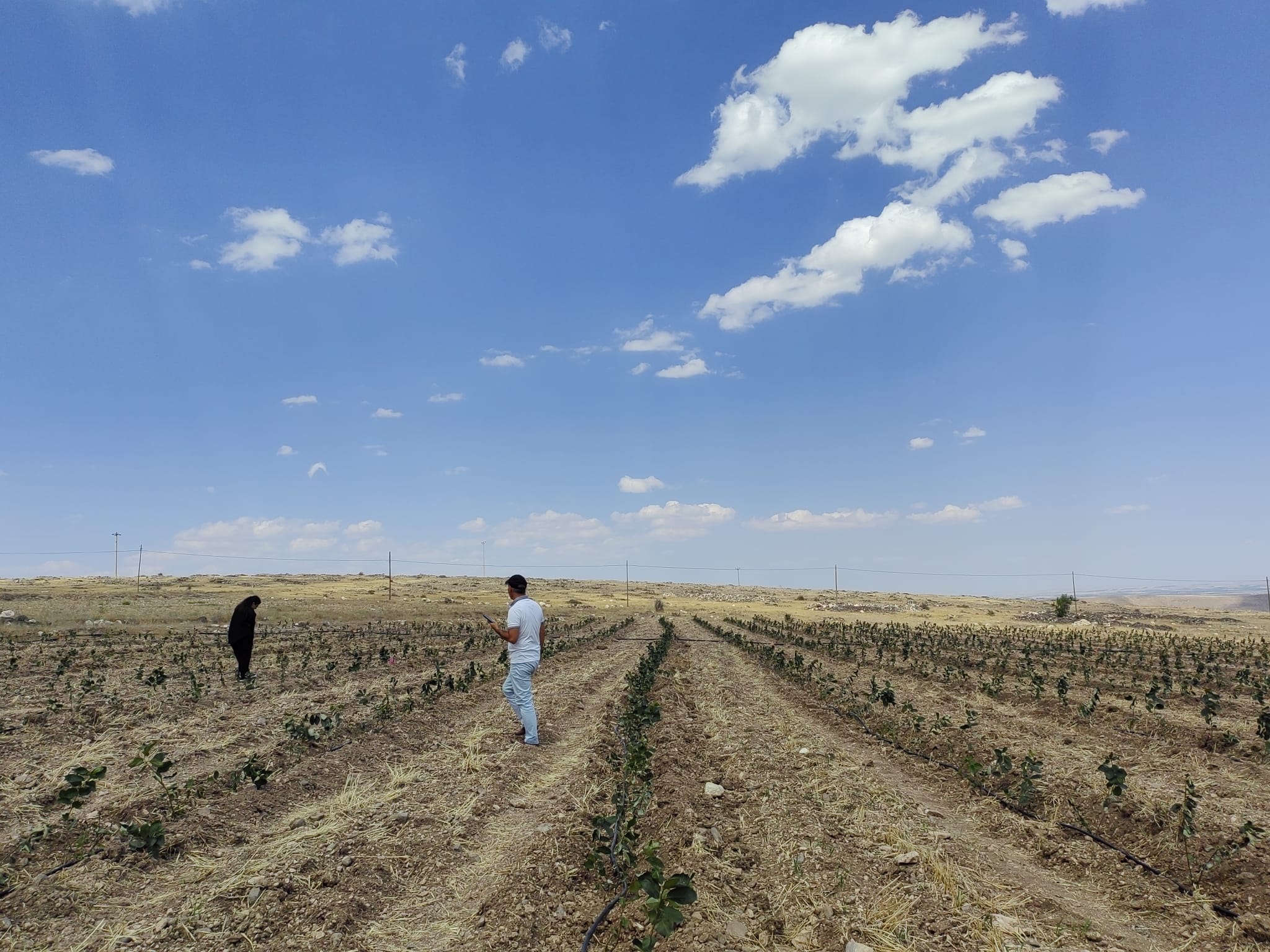 Tıbbi aromatik bitki bahçesi kurma çalışmaları devam ediyor