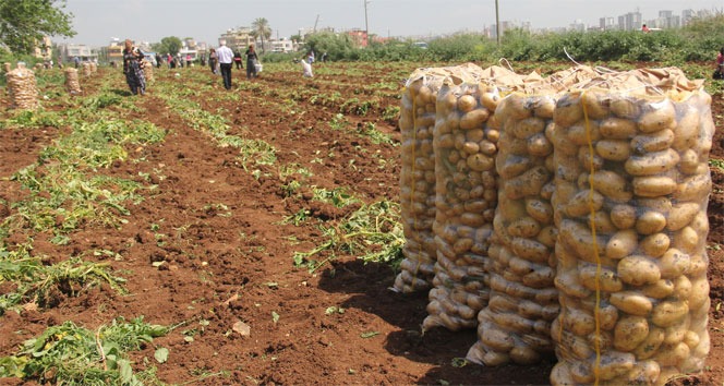 Patates fiyatlarında düşüş yaşanıyor!