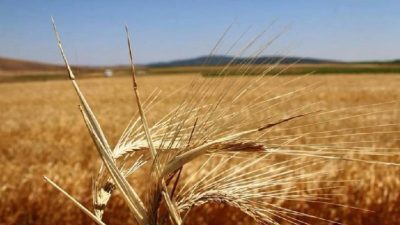 Tarım ve Orman Bakanlığı, 2024 yılında çiftçilere verilecek tarımsal destekleri