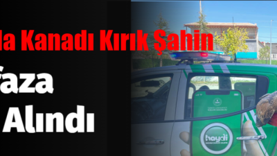 Aksaray’da HAYDİ ekipleri kanadı kırık halde bir şahin buldu. Jandarma