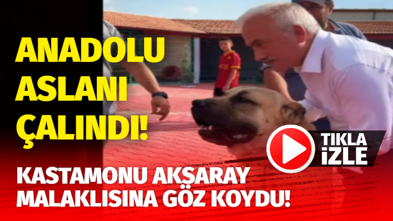 Anadolu Aslanı çalındı! Kastamonu, Aksaray Malaklısına göz koydu!