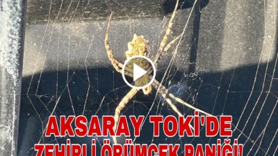 Dünyanın en zehirli örümceği Aksaray’da ikinci kez görüldü.Vatandaşlar dünyanın en