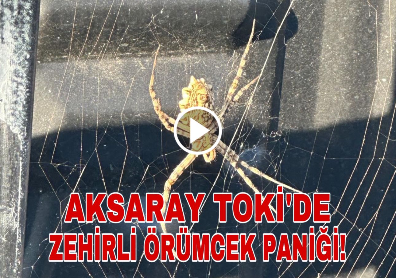 Aksaray TOKİ’de zehirli örümcek paniği;Elleri ile besledi: işte o anlar!