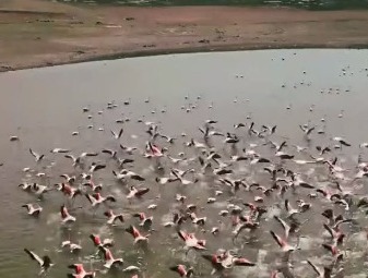 Flamingoların dansı sosyal Medyada! Tuz gölünün zarif misafirleri göz kamaştırdı!