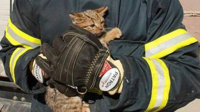Sivas’ta havalandırma boşluğuna düşen kedi yavrusunu itfaiye ekibi kurtardı. Kılavuz
