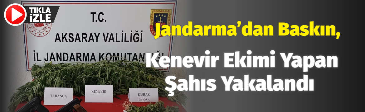 Jandarma’dan baskın, kenevir ekimi yapan şahıs yakalandı