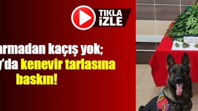 Aksaray İl Jandarma Komutanlığı, yasa dışı kenevir ekimi ve uyuşturucu