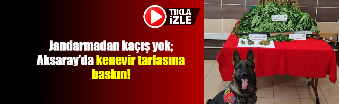 Jandarmadan kaçış yok; Aksaray’da kenevir tarlasına baskın!