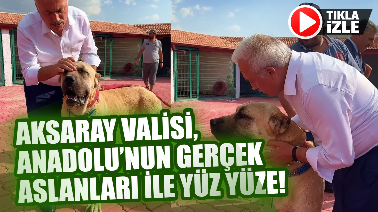 Aksaray Valisi, Anadolu’nun gerçek aslanları ile yüz yüze!