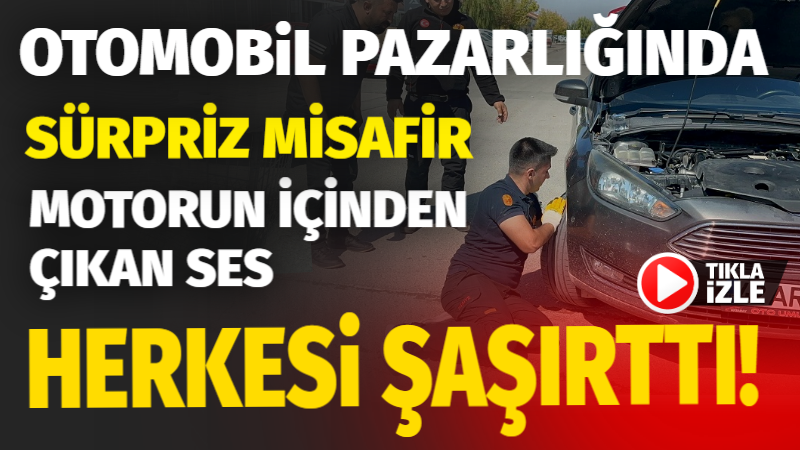 Aksaray’da otomobil pazarlığında kedi sürprizi herkesi şaşırttı!