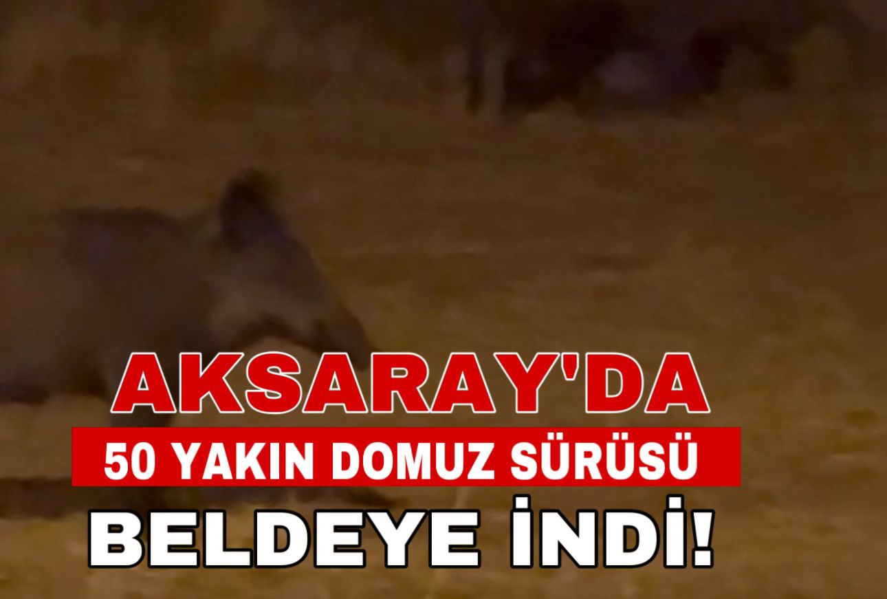 Hasandağı eteklerinde şok görüntü: 50’ye yakın domuz sürüsü geceyi beldede geçirdi!