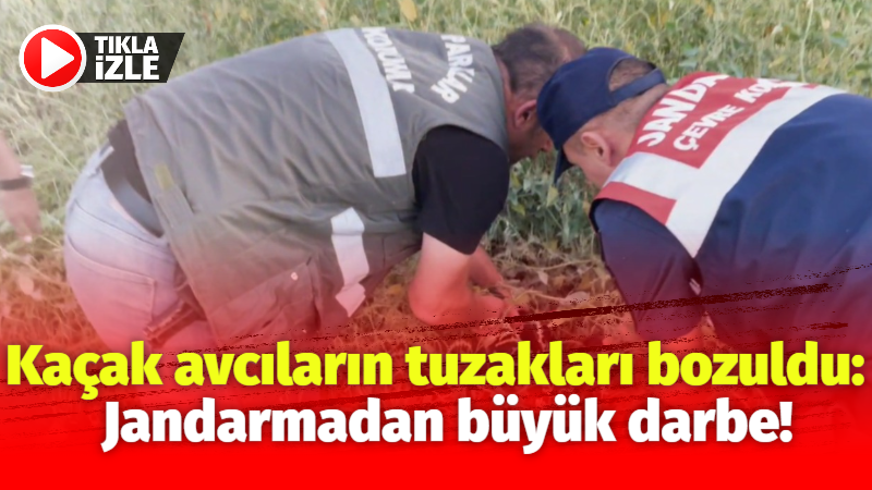 Kaçak avcıların tuzakları bozuldu: Jandarmadan büyük darbe!