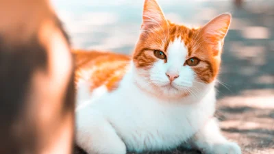 Aksaray’ın Demirci jasabasında, kedi ve köpek sahiplerini yakından ilgilendiren yeni