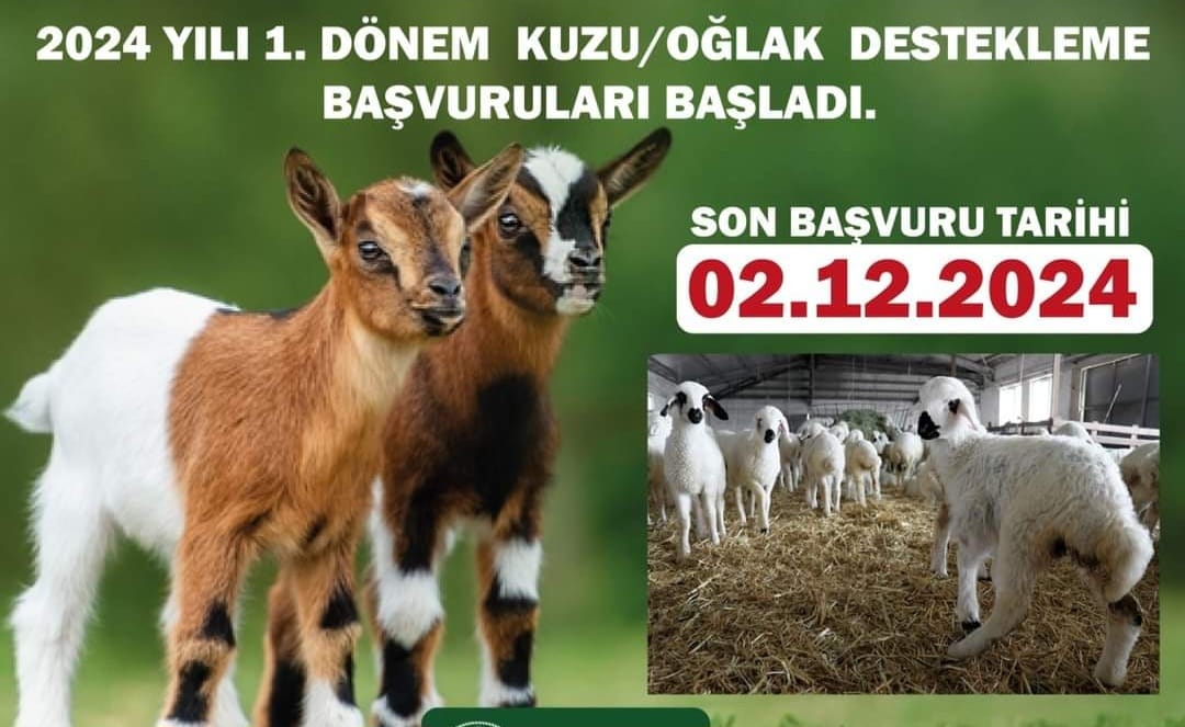 Kuzu ve oğlak yetiştiricileri dikkat; Başvurular başladı