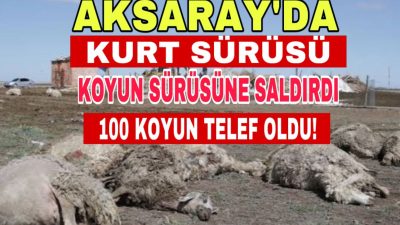 Aksaray merkeze bağlı Gözlükuyu köyünde sabah saatlerinde yaşanan kurt saldırısında