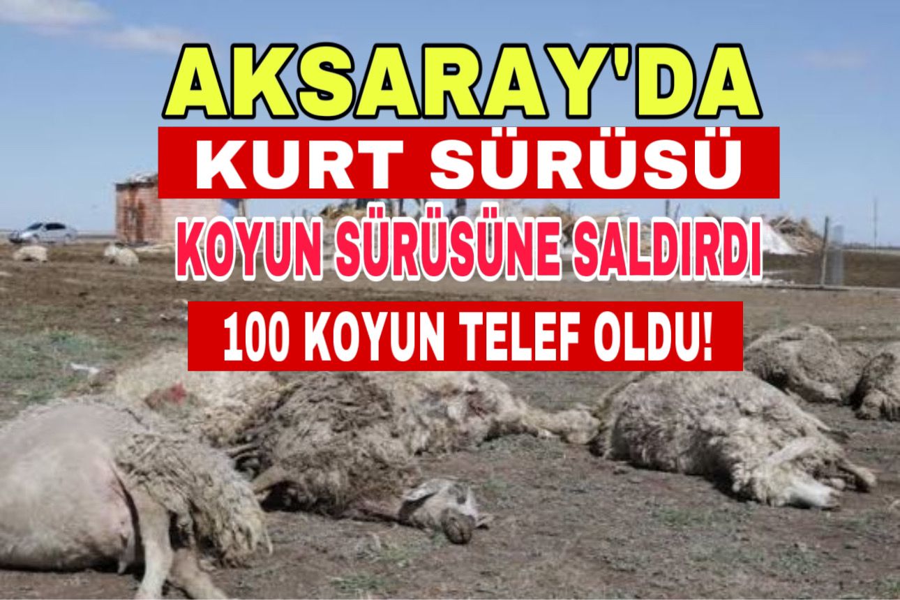 Aksaray’da kurt sürüsü koyun sürüsüne saldırdı; 100 koyun telef!