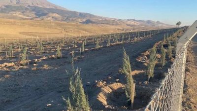 Taşpınar’da Ağaçlandırma Seferberliği: 525 Selvi Toprakla Buluştu