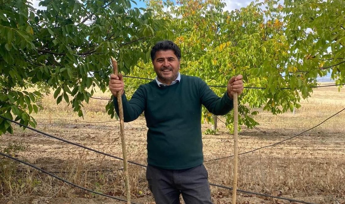 Ağaçören ilçesinde ceviz hasadı