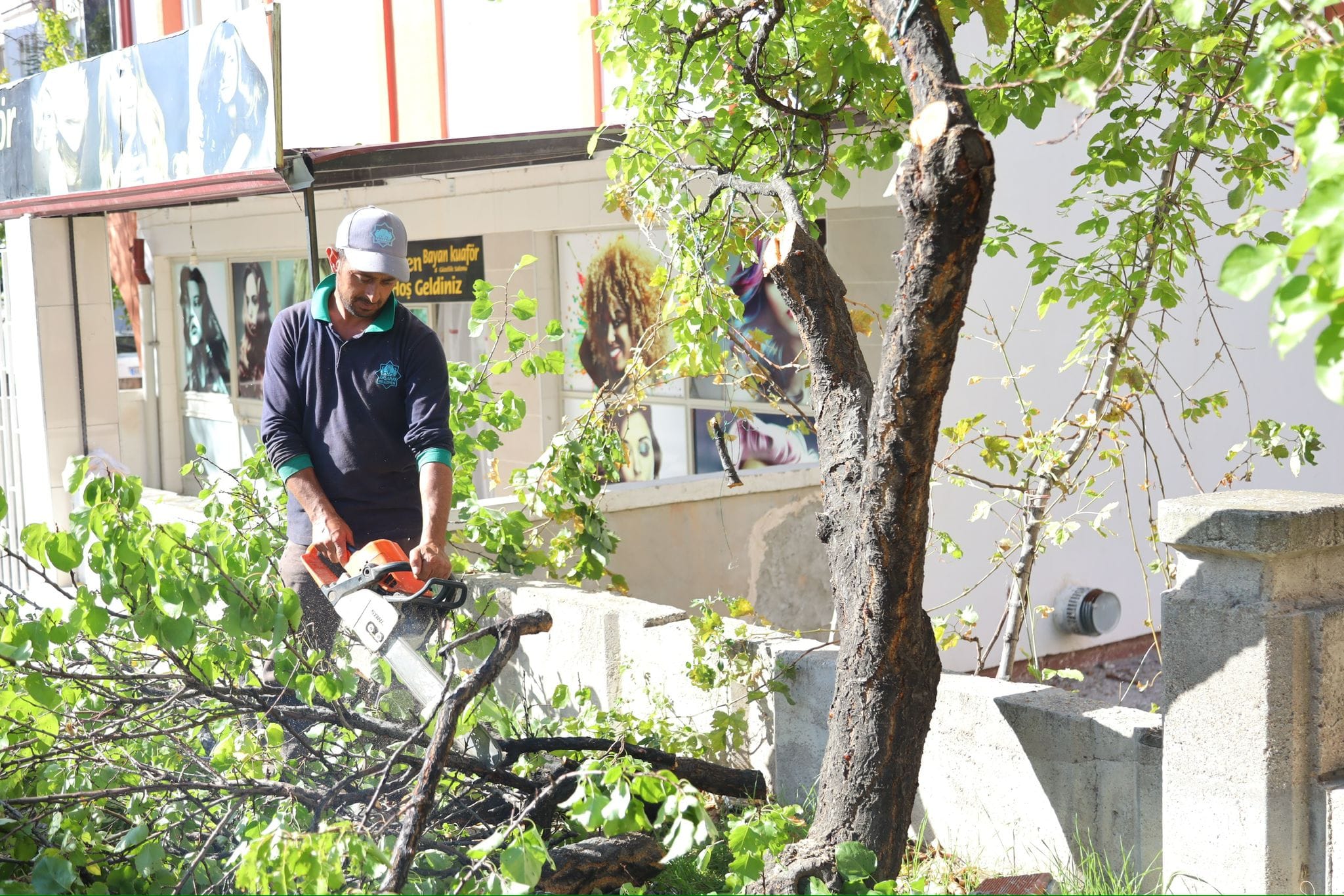 Aksaray’da ağaçlar budanıyor; Doğa korunuyor