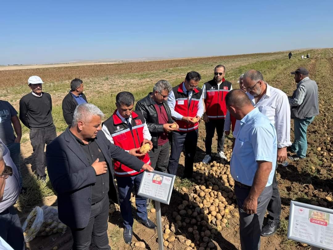 Aksaray’da yerli ve milli patates çeşitlerinin hasadı yapıldı!