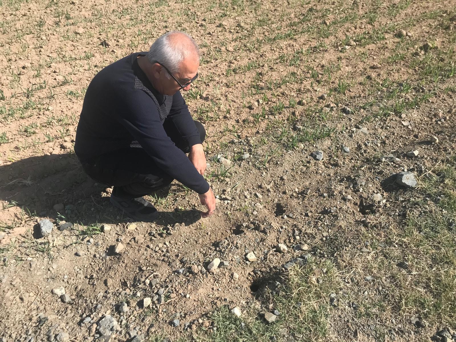 Çiftçilerin kabusu: Aksaray’da tarla fareleri üretimi tehdit ediyor!