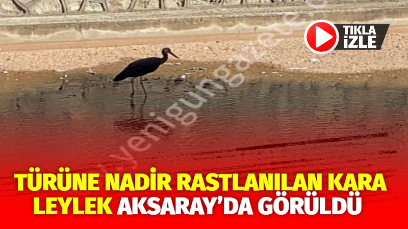 Türüne nadir rastlanılan kara leylek Aksaray’da görüldü