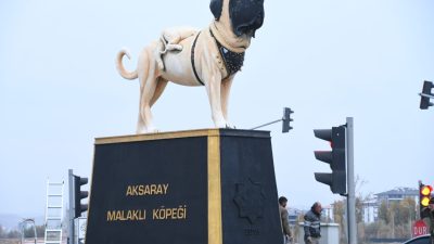 Evliya Çelebi’nin “Anadolu’da bir aslan gördüm” diyerek bahsettiği Aksaray Malaklısı,